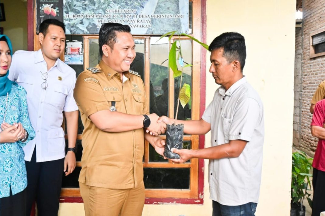 Wabup Pesawaran Serahkan Bantuan 50 Ribu Batang Bibit Kakao untuk Gapoktan di Kecamatan Way Ratai
