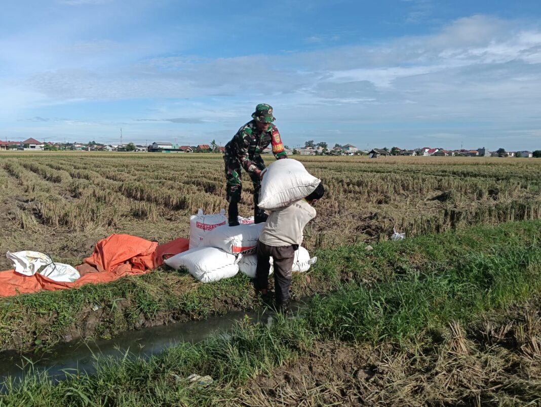 Wujud Kedekatan dengan Warga, Babinsa Koramil 410-01/Panjang, Serka Riyatno Lakukan Pendampingan Panen Raya Padi
