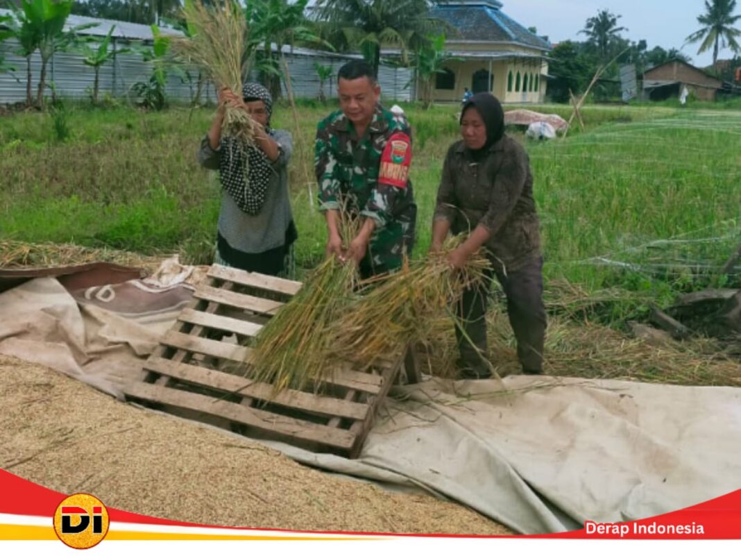Wujud Kemanunggalan TNI dengan Rakyat, Peltu Joko Pandoyo, Babinsa Kelurahan Rajabasa Nunyai, Koramil 410-06/KDT Bantu Proses Panen Padi Milik Warga