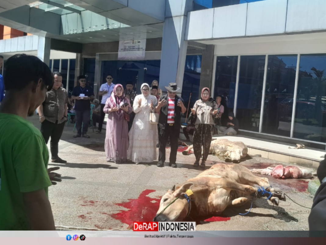 Peringati Idul Adha 1447H, DPC Peradi Kota Bandar Lampung Sembelih 6 ekor Sapi dan 4 ekor Kambing Kurban